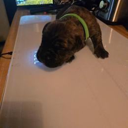 Boy 4 - Black brindle male Cane Corso puppy in Bristol, Connecticut from Family Corso Kennels