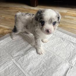 Toy Australian Shepherds from Toy Aussies of Kingwood