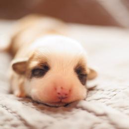 Girl 5 - Red female Pembroke Welsh Corgi puppy in La Grange, Wyoming from Merrygold Corgis