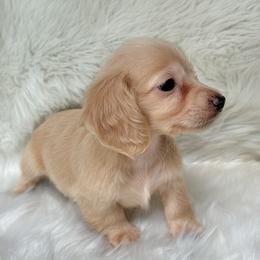 Lola - Cream female Dachshund puppy in Sumrall, Mississippi from Huckleberry Tails