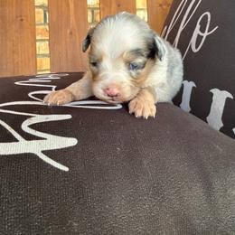 Blue Merle male classic - Blue merle male Toy Australian Shepherd puppy in Brashear, Texas from Double R farms