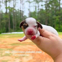 Jaq - Piebald male Dachshund puppy in Quitman, Mississippi from S-and-A Kennels