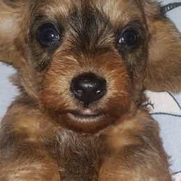 Dachshunds from Little D’s Dachshunds