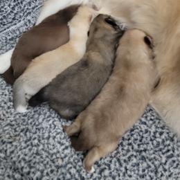 Pomsky Puppies from White Horse Pomsky's