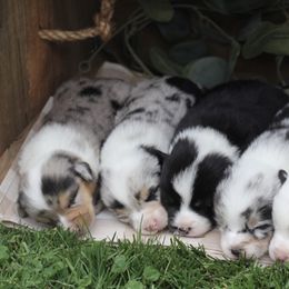 American Corgi and Pembroke Welsh Corgi Puppies from Abundant Joy Corgis