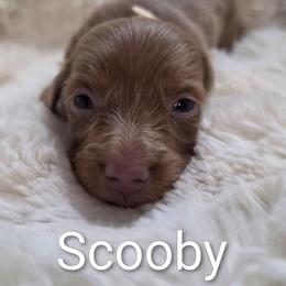 Scooby - Gray (blue) and tan male Dachshund puppy in Vacaville, California from SchmooterBabies