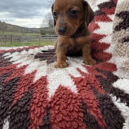 Girl Teal Collar - Red female Dachshund puppy in Warsaw, Ohio from Mohawk Creek Dachshunds