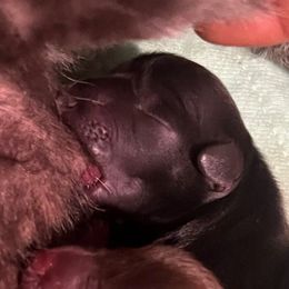 Infinity - Black female Miniature Schnauzer puppy in Hemet, California from Journee Home Mini Schnauzers