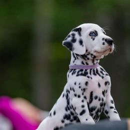 Dalmatians from Fireday Dalmatians