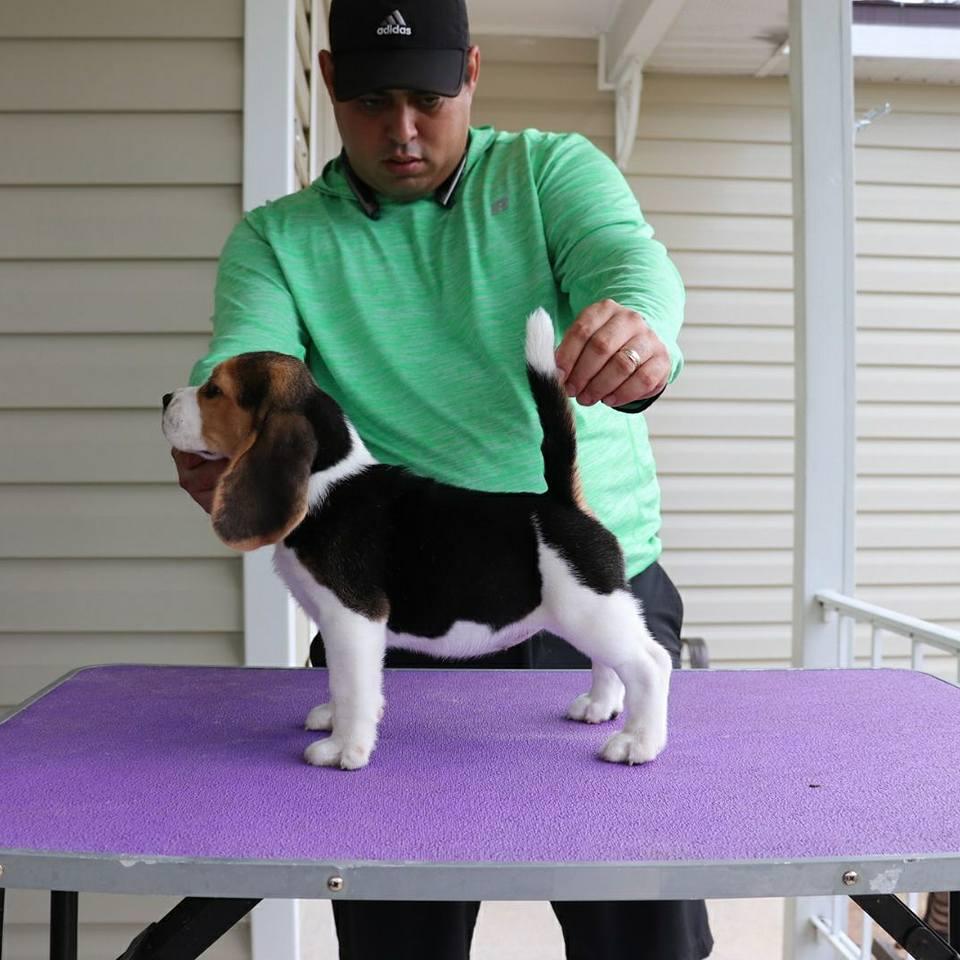 25 cute Beagle puppies for sale in Lakeland, Florida | Good Dog