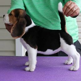 Beagles from Blueskies Hounds