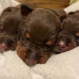 Mia - Red and rust female Doberman Pinscher puppy in Boyd, Texas from Team Feem Breeders