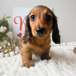 Wilder - Red male Dachshund puppy in Sylvania, Alabama from Yancey’s Doxies