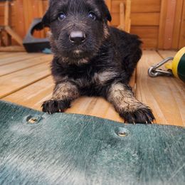 Ayesha - Black and tan female German Shepherd puppy in Los Lunas, New Mexico from Mali's German Shepherds