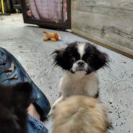 AKC Ben.Z - Black male Pekingese puppy in Andrews, South Carolina from Purple Diamonds Kennel