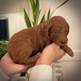 Pink Collar Girl - Red  female Poodle puppy in Modesto, California from Dry Creek Poodles
