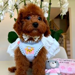 RUBY - Red female Maltipoo puppy in Sugar Land, Texas from Celebrity Maltipoos