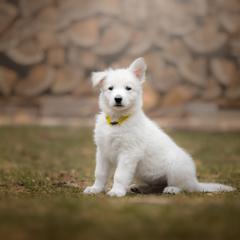 Yellow collar - White Berger Blanc Suisse puppy in New Hampshire from Kennel Sons Of North