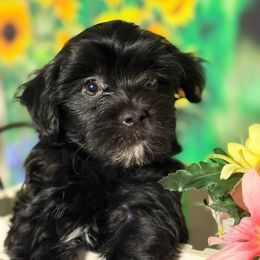 Simon - Black male Havanese puppy in Clermont, Florida from Country Sweet Havanese and Creative Coaching