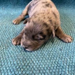 Rambo - Red merle male Australian Shepherd puppy in Whitwell, Tennessee from Owl Hollow Farm