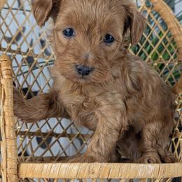Basil - Red male Havapoo puppy in Burlington, Iowa from River View Puppies