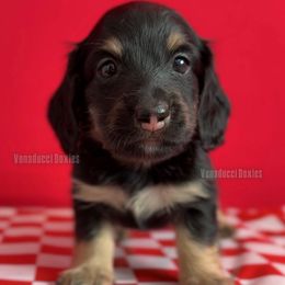 Tony Soprano - Black and cream male Dachshund puppy in Chandler, Arizona from Vonaducci Doxies, LLC.