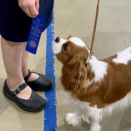 Peggy - Cavalier King Charles Spaniel