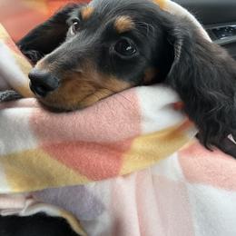 Dachshund Puppies from Birkin’ Paws