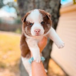 Pumpernickel - Merle male Pomsky puppy in Cleveland, Ohio from Lake Point Pomskies