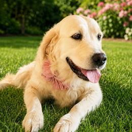 Elsa - Golden Retriever