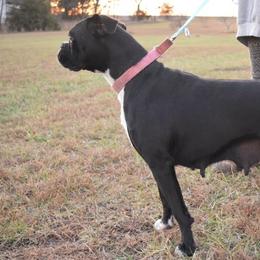 Bailey - Boxer