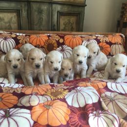 Golden Retriever and Labrador Retriever Puppies from Bear Pond Retrievers