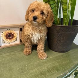 Orange Heart - Apricot male Goldendoodle puppy in Germantown, Maryland from Honey Blossom Doodles