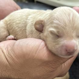 Dachshund Puppies from Silver Dach Farms