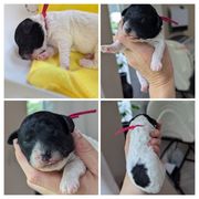 Pink collar girl - Black female Whoodle puppy in Kalispell, Montana from Countryman Whoodles