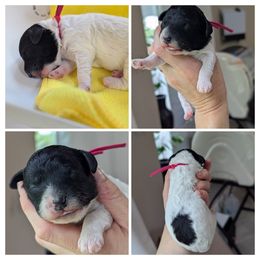 Pink collar girl - Black female Whoodle puppy in Kalispell, Montana from Countryman Whoodles
