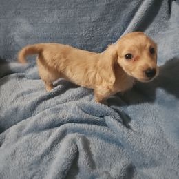 Dash - Cream male Dachshund puppy in Adolphus, Kentucky from Walker's Dachshunds