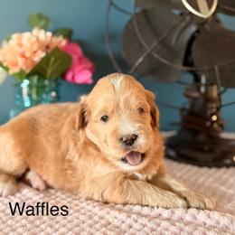 Waffles - Brown and white male Bernedoodle puppy in Denver, Pennsylvania from Redcay's Mini Bernedoodles