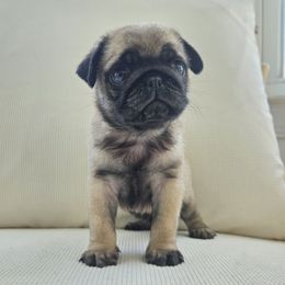 Male 1 - Fawn male Pug puppy in Jacksonville, North Carolina from Coliseum de Cassiope