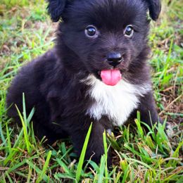 Miniature American Shepherd, Miniature Australian Shepherd, and Toy Australian Shepherd Puppies from Cooper Creek Aussies