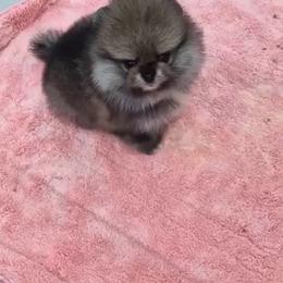 Penny - Cream sable female Pomeranian puppy in Salem, Oregon from PNW Dynasty Poms