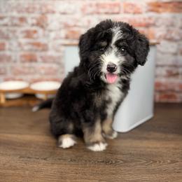 Ravioli - male Australian Mountain Doodle puppy in Sweetwater, Florida from Sandy Snout Doodles