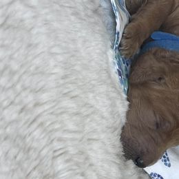 Boy 7 - Goldendoodle puppy in Redding, California from Surfer Doodles