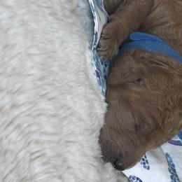 Boy 7 - Goldendoodle puppy in Redding, California from Surfer Doodles