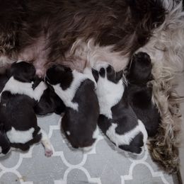 Miniature Schnauzer Puppies from Byrd's Miniature Schnauzers