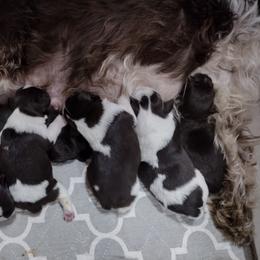 Miniature Schnauzer Puppies from Byrd's Miniature Schnauzers