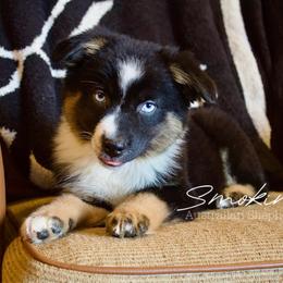 Cedar - Black tri-color male Australian Shepherd puppy in Grapeland, Texas from Smokin K Aussies