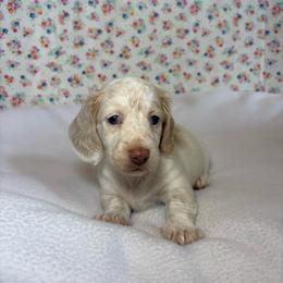 Fiona - Piebald female Dachshund puppy in Mountain Grove, Missouri from Happy Hounds