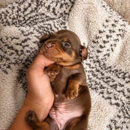 Boy 2 - Chocolate and tan male Dachshund puppy in Benson, North Carolina from Down South Dachshunds