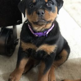 Rottweiler Puppies from Amy Osborne